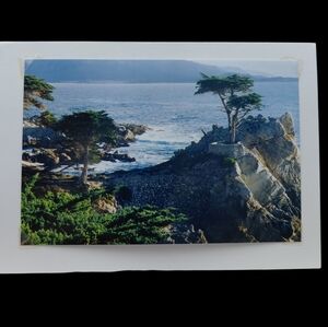 NWT Cyprus Trees Scenic Landscape Photo Print By Jack E. Stiddard 4x6 Notecard